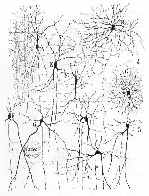 Zeichnung einiger Neuronen mit ihren Verbindungen im Hörzentrum eines menschlichen Gehirns. Autor: Santiago Ramón y Cajal (1898).